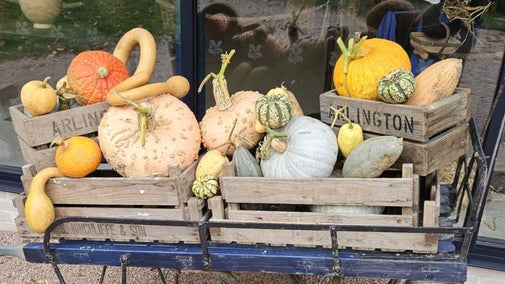 Crates filled with pumpkins and squashes on a table